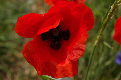 Coquelicot,
papaver rhoeas,
Fixin Coquelicot,
papaver rhoeas,
Fixin